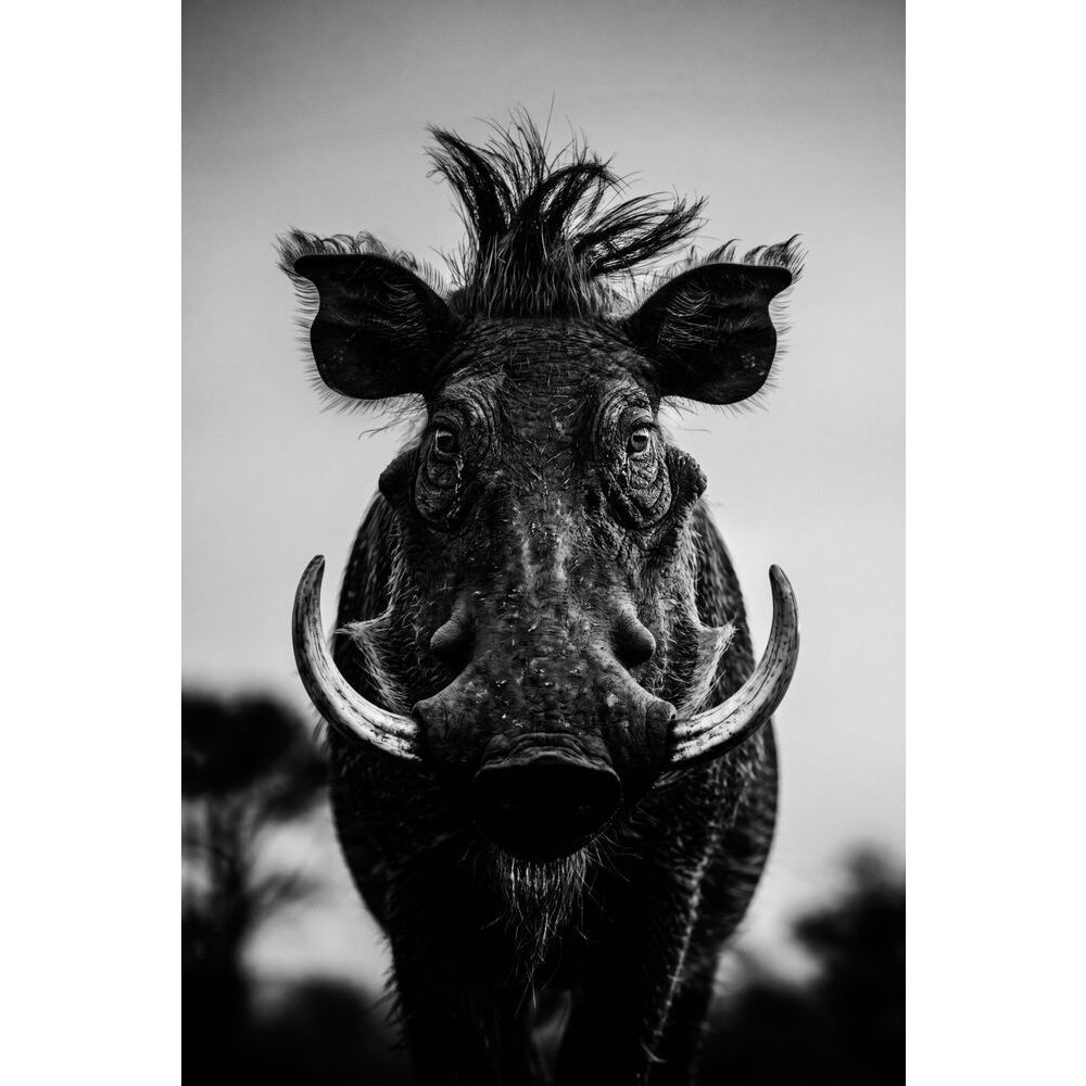 Arte mural Animales 775 21/50